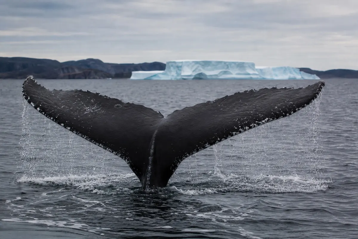 Humpback whale breaching clear of the water in Disko Bay