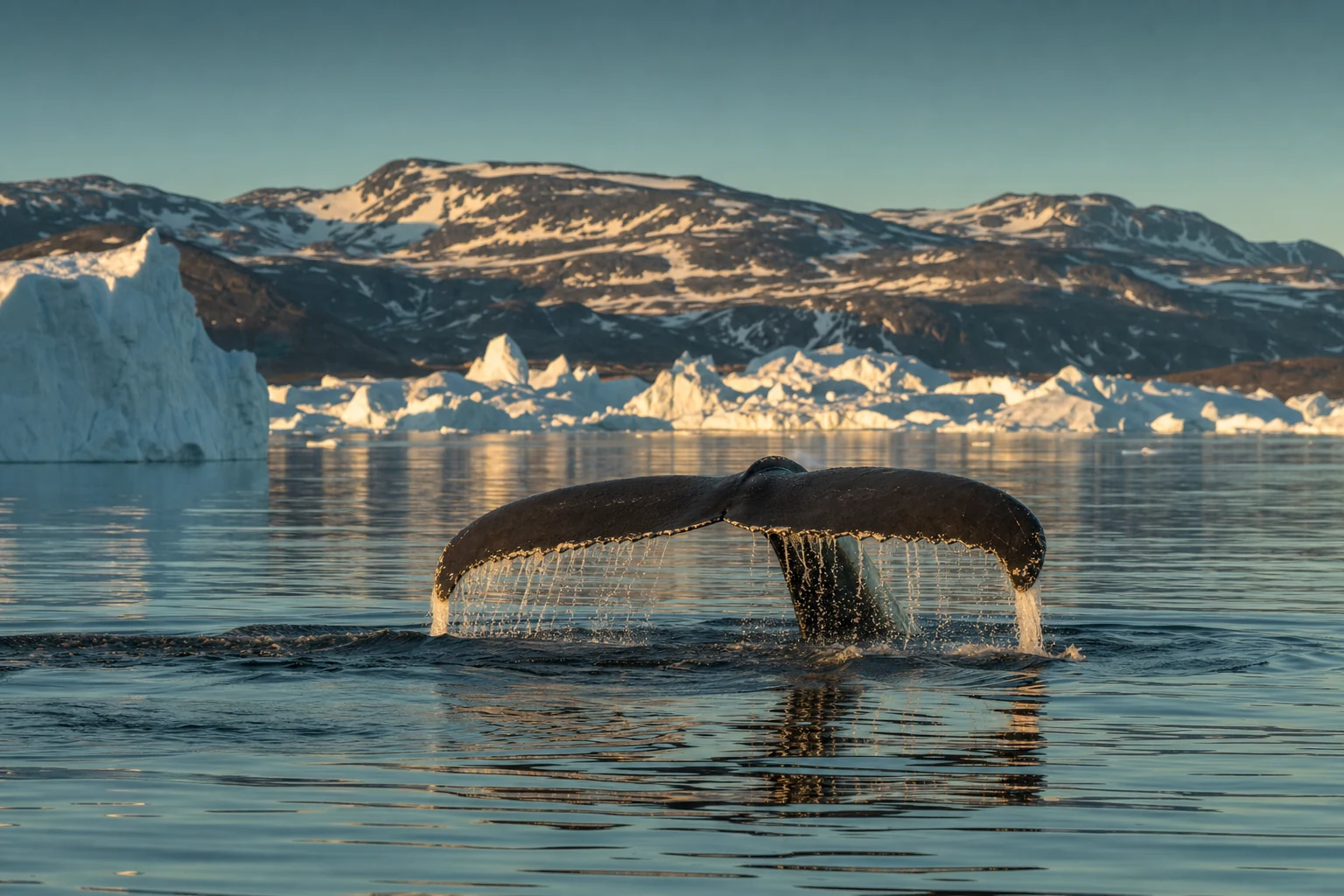 Humpback whale fluke raised before a deep dive